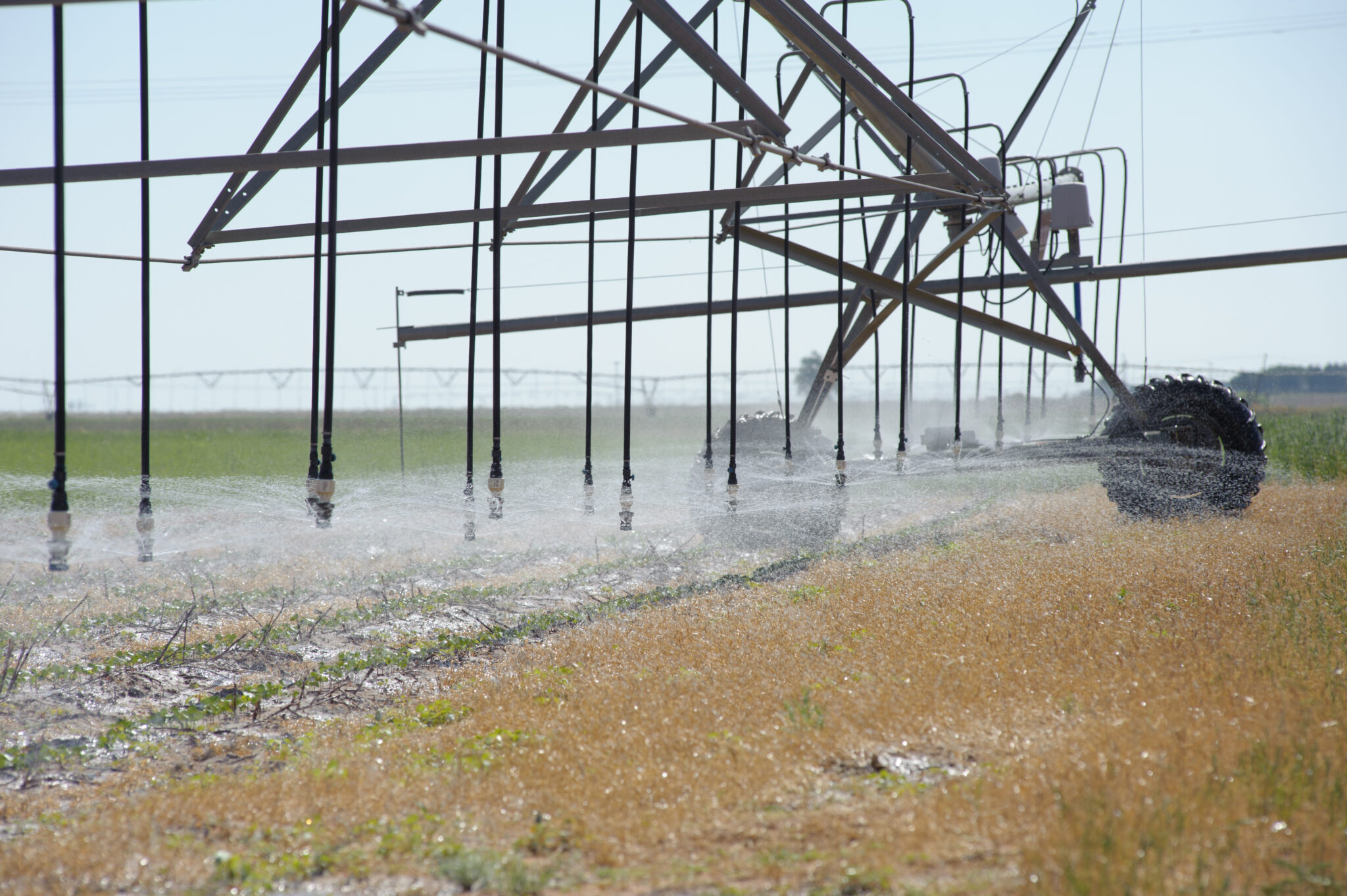 Farmers are depleting the Ogallala Aquifer because the government pays
